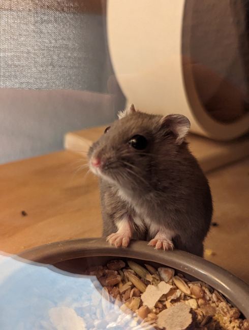 Our beloved Grogu, a grey female hamster
