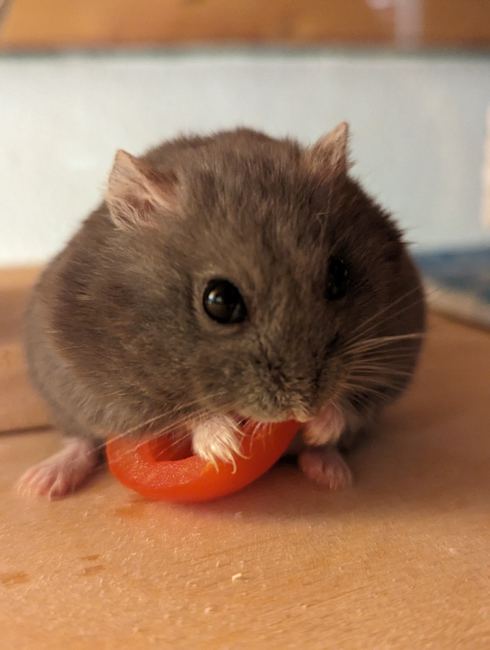Our beloved Grogu, a grey female hamster