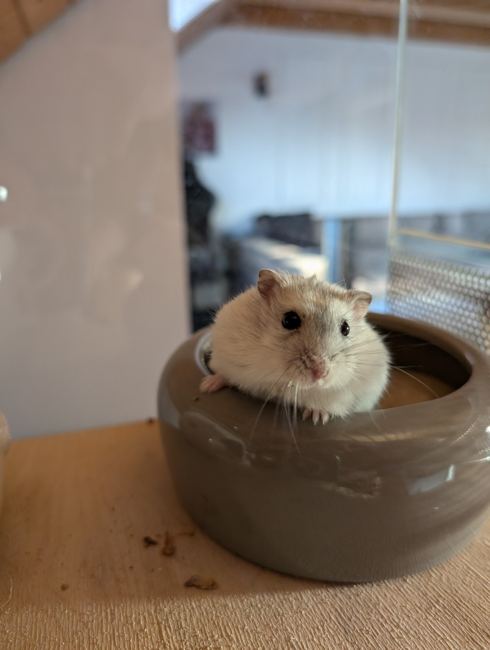 Our beloved Dodo, a white male hamster