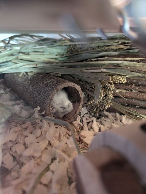 Our beloved Dodo, a white male hamster